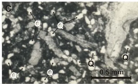 Figure 12: Micro photograph of the Yucñuti Formation. A) Gross grains of quartz sand siltstone using parallel light. Have a look that grains of quartz are abundant. C) Biomicrite and quartzite