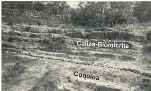 Figure 11: Outcrop of Yucunuti Formation. Thin beds of light grey biomicrita and coquina
