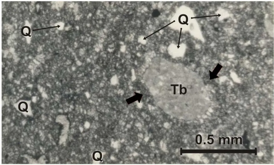 Figure 10: Otatera Formation: Micro photograph using parallel light. There is big tuff grain (Tb) surrounded by spathite (arrows point out)