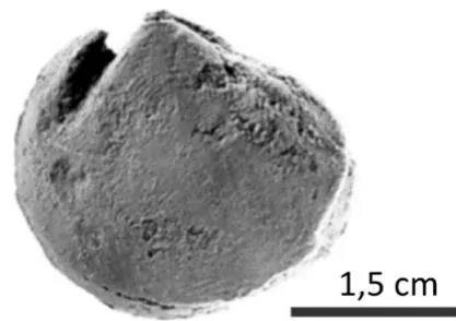 Figure 13: Specimens collected from the Zorrillo/Taberna "Unit". A) Zamites oaxacencis B) Zamites lucerensis, C) Williamsonia netzahualcoyotli, D) Ptilophyllum acutifolium, E) Lucina cf. L. bellona, F) Astarte sp., G) Vaugonia (Vaugonia) v-costata var. mexicana, H) Trigonia (Indotrigonia) impressa