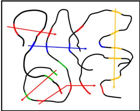 Figure 10: Schematically the diffusion mechanism in melts of condensation polymers – fragments of a given macromolecule are leaving it and are incorporated in a neighbouring second, third, fourth... macromolecule via transreactions. The colour coding demonstrates the fragments and their direction of movement, which is not necessarily according to a straight line. The use of two colours only would realistically reflect the case of a blend of two chemically different condensation polymers.