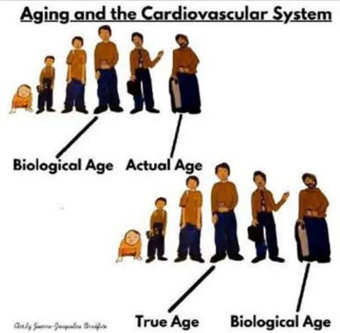 Fig. 1: Contributions to Biologic Age with permission Houck P. The Era of Risk Factors Should End; the Era of Biologic Age Should Begin. Hearts. 2025; 6(1):2. https://doi.org/10.3390/hearts6010002 The lower the odds ratio the greater the impact of entropy due to biomarkers and comorbidities