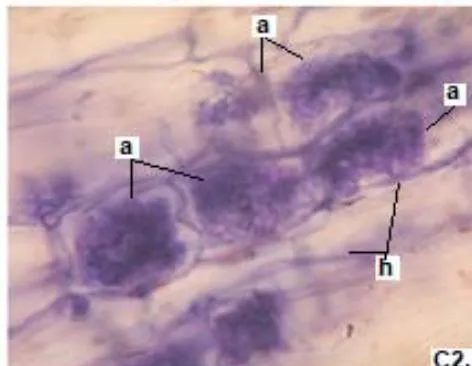 Figure 1: Photomicrographs of mycorrhizal structures in roots of forage species. (A: Clover; B: Barley; C: Rye). (a: Arbuckle; h: hyphae; v: Vesicle).(Magnification: 40x)