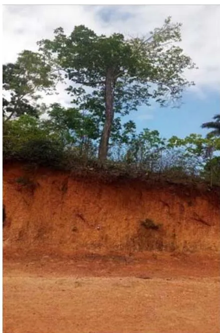 Figura 7: Neossolo Litólico situado na superfície sertaneja de Massapê