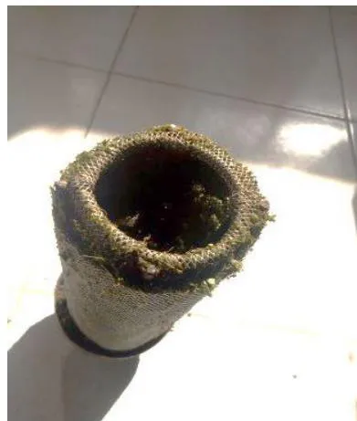 Fig. 5: Ficus leaves in candle