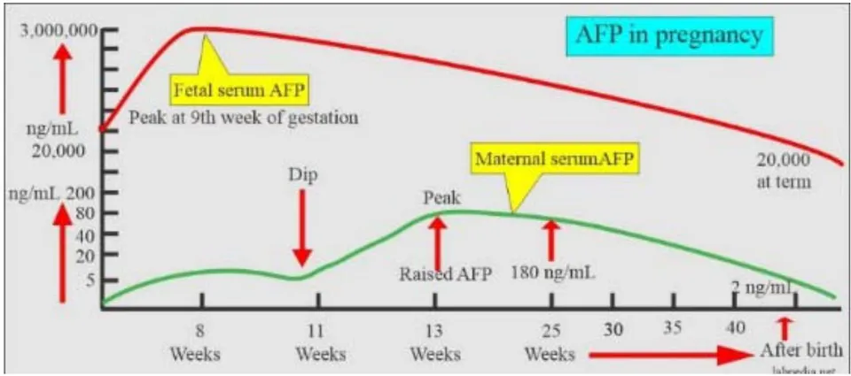 Figure 1: AFP generated by embryo cells penetrates the mother's blood.