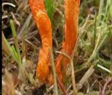 Figure 1: Ganoderma lucidum (A), Trametes versicolor (B) (previous Coriolus versicolor), Grifola frondosa (C), Hericium erinaceus (D) and Cordyceps militaris (E)