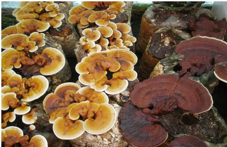 Figure 3: Farming production of Ganoderma lucidum fruit boddies (Photo A.Gregori )
