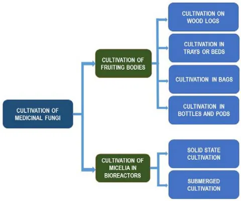 Figure 2: Technological possibilities of cultivating medicinal fungi fruit bodies or fungal biomass on a commercial scale adapted from [11]